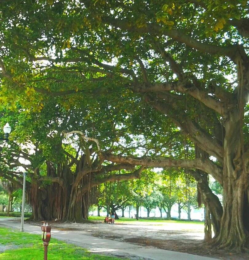 Trees at St. Pete near shoreline