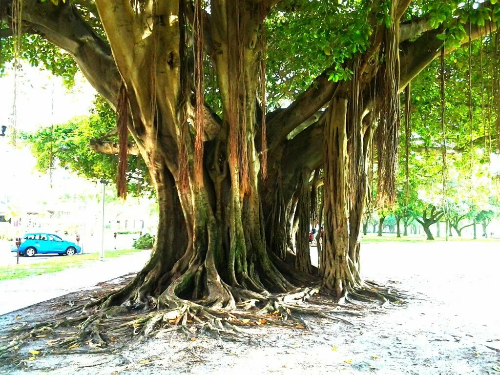 Up close tree in St. Pete