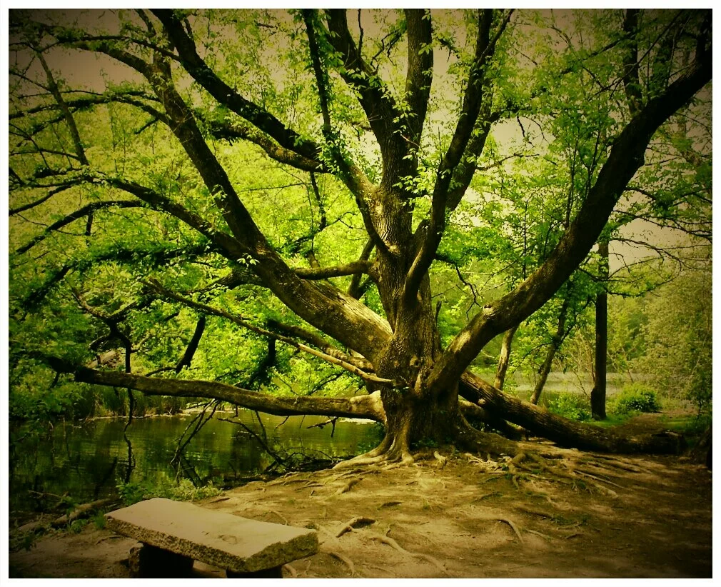 Cool Tree in Asheville, NC