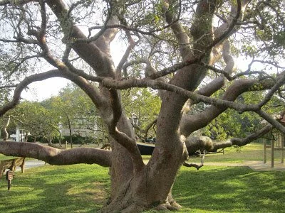 Gumbo Limbo tree 1