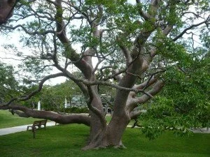 Gumbo Limbo tree 2