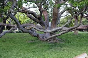 Gumbo Limbo tree 3