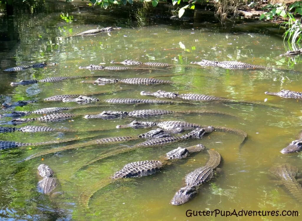 Alligator Farm