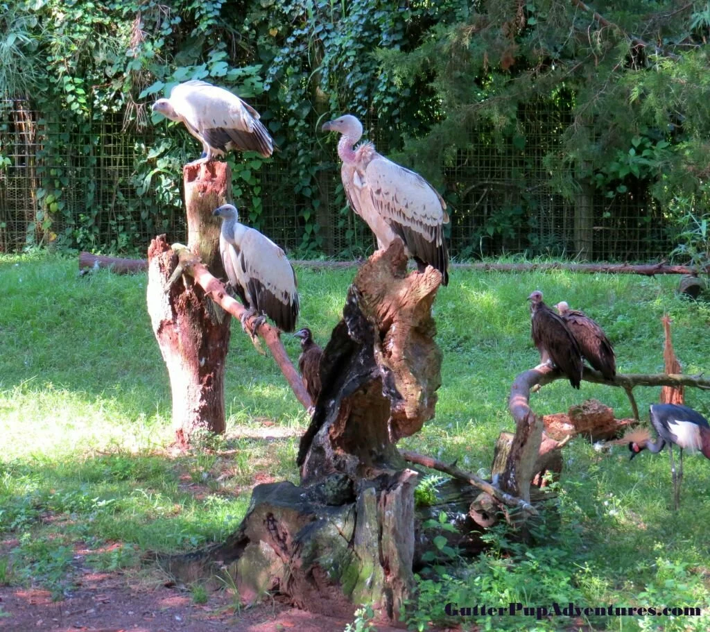 Feathered Friends