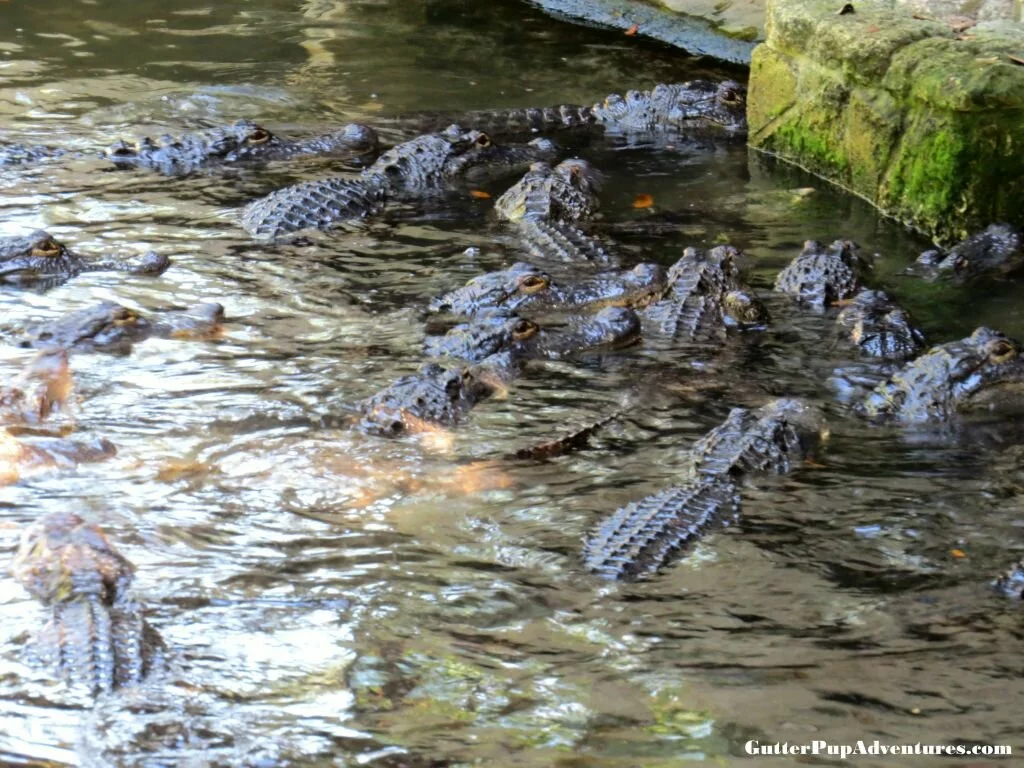 Gators Galore