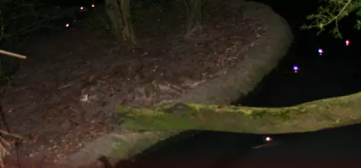 Gators at night