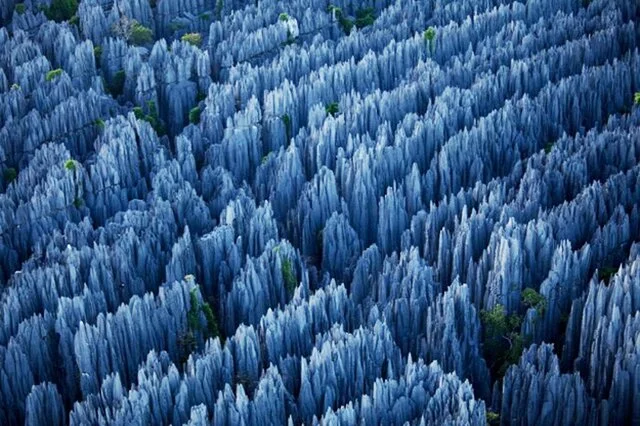 Stone Forest
