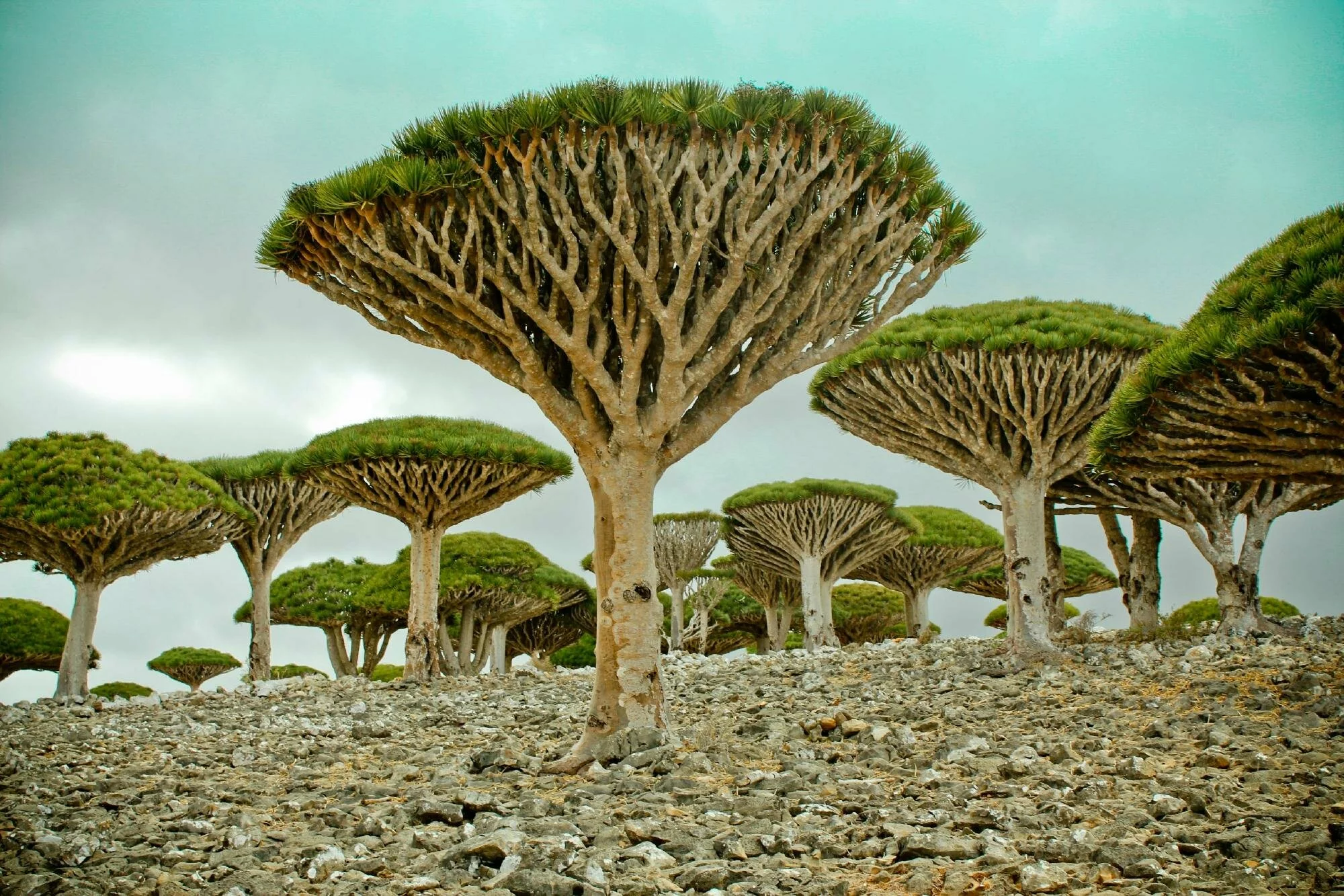 socotra-island