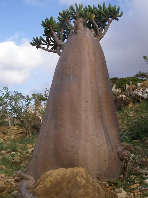 socotra2