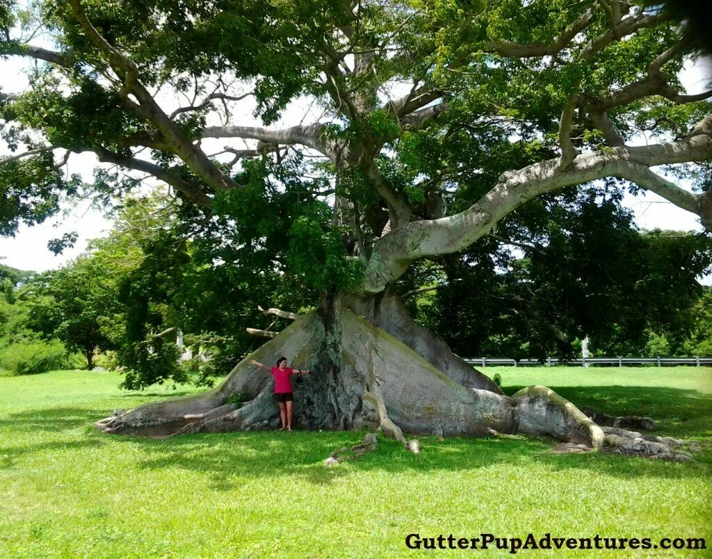 Ceiba Tree